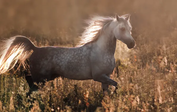 Summer, nature, horse