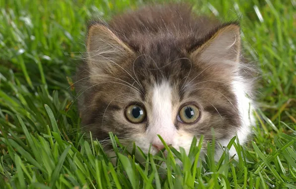 Picture grass, eyes, look, kitty