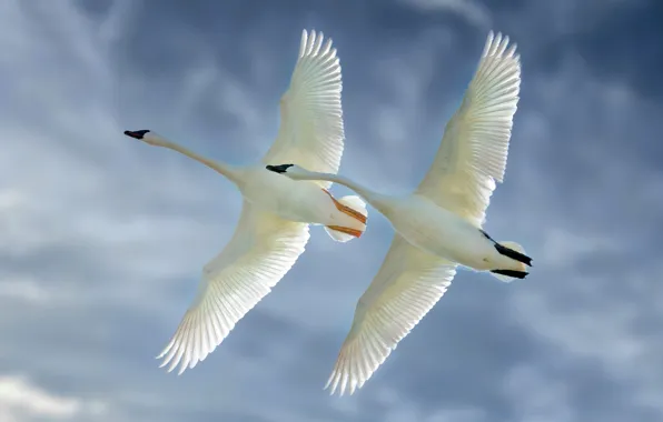 The sky, birds, wings, flight, a couple, swans