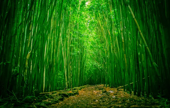 Forest, Hawaii, clearing, Maui, bamboo, Haleakala national Park