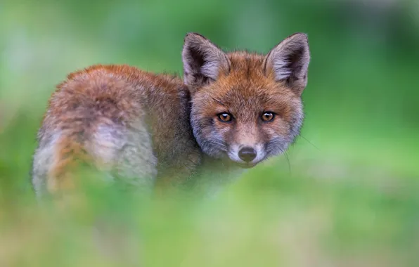 Look, background, Fox, face, Fox