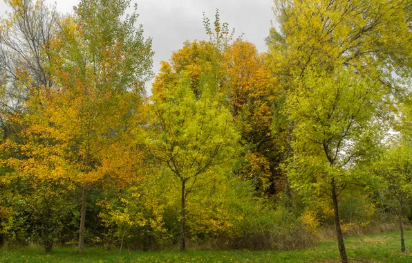 Picture autumn, the sky, grass, clouds, trees