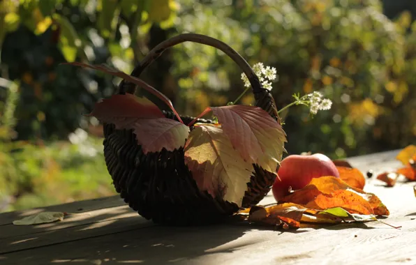 Picture autumn, leaves, Apple, bokeh, basket, composition