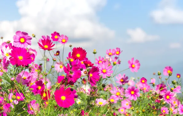Field, summer, flowers, colorful, meadow, summer, field, pink