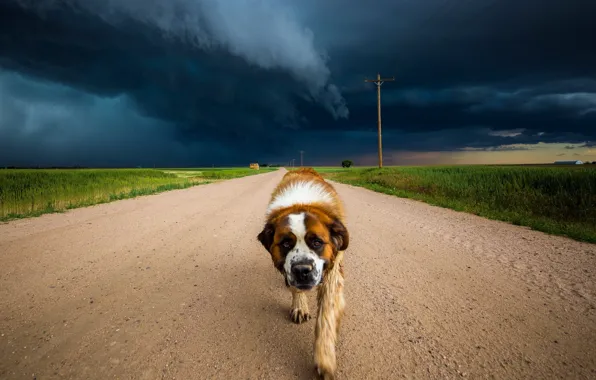 Road, the sky, dog
