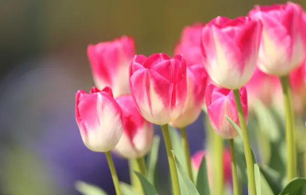 Picture flowers, bright, tulips, pink, flowerbed, spring