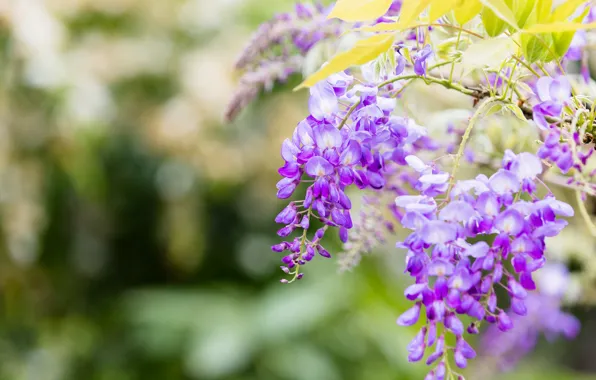 Flowers, branches, nature, background, color, beauty, spring, flowering