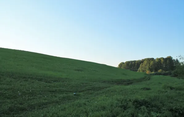 Blue, morning, green, grove