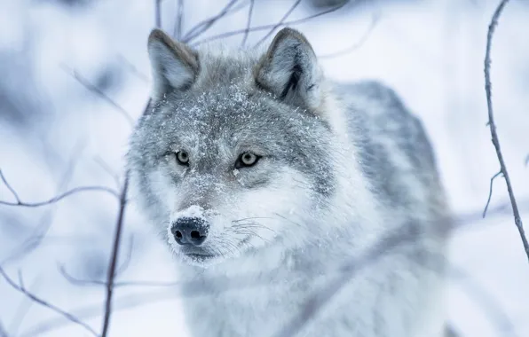 Picture winter, eyes, look, snow, wolf