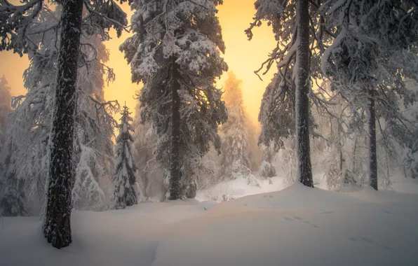 Picture winter, forest, snow, trees, the snow, dawn