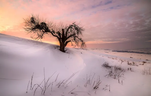 Winter, snow, trees, sunset, nature