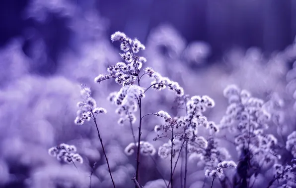 Purple, macro, shrub