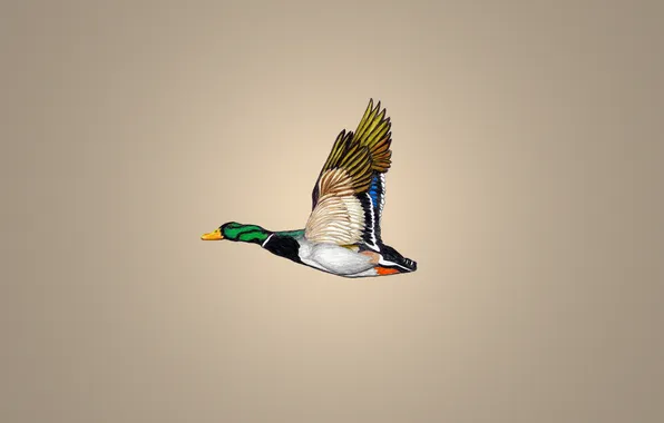 Picture flight, bird, minimalism, duck, duck