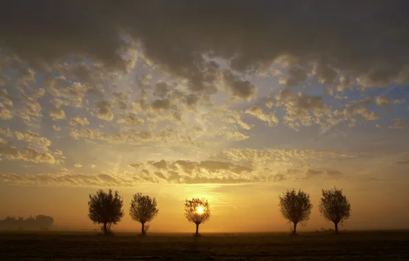 Field, the sky, trees, sunset