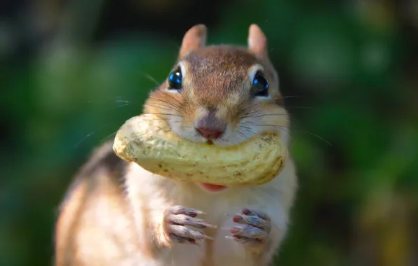 Look, portrait, walnut, Chipmunk, face, happy, bokeh, peanuts