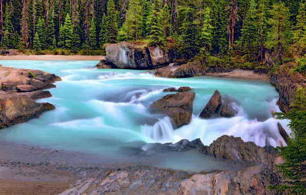 Picture forest, river, Canada, Canada, British Columbia, British Columbia, Kicking Horse River, Yoho National Park