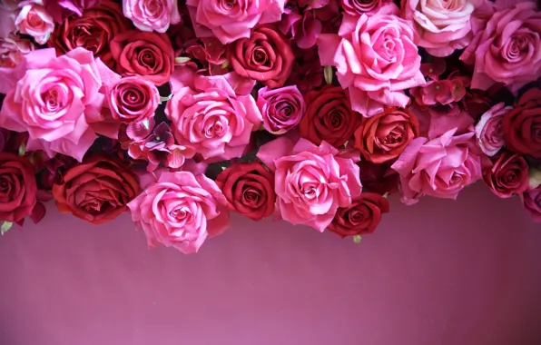 Leaves, rose, petals, Bud, rose, flowering, leaves, petals