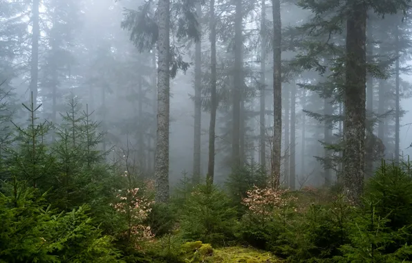 Picture forest, trees, nature, fog