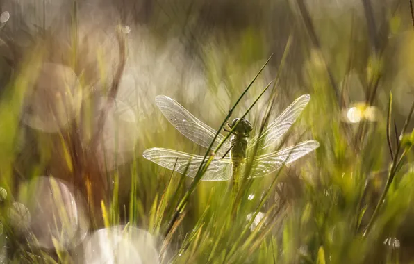 Grass, glare, dragonfly, meadow
