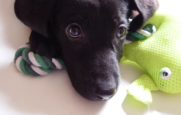 Picture look, toy, frog, dog, puppy, green, Labrador, Mixi