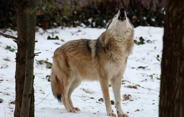 Predator, nature, animal, wolf, wildlife, portrait., Canis lupus. face • wolf • portrait • predator