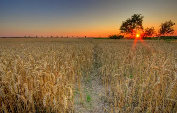Picture wheat, field, the sun, sunset