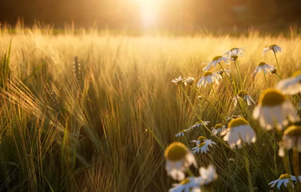 Field, the sun, light, sunset, rye, chamomile