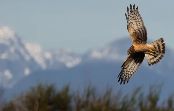 The sky, flight, bird, eagle