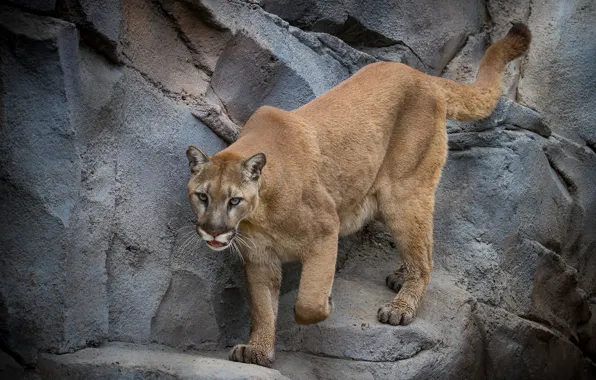 Rocks, predator, Puma, wild cat, Cougar