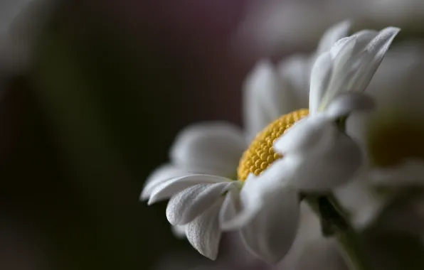 Picture macro, chamomile, bokeh
