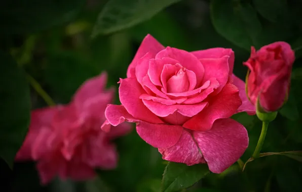 Picture pink, rose, petals, Bud