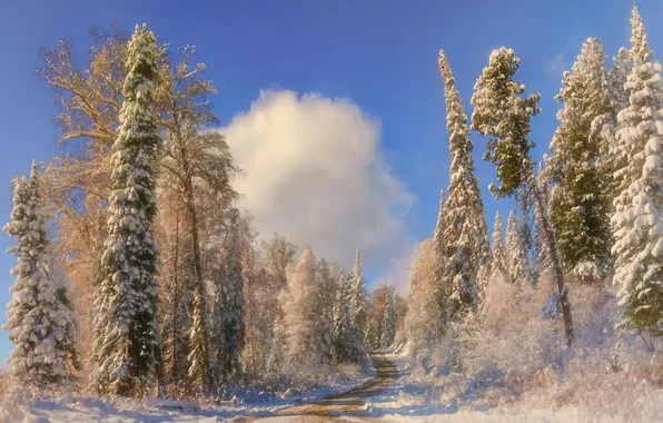 Road, Winter, Beauty, winter forest, snow, Shvartsman Evgeny, Blue Sky, Trees in the snow