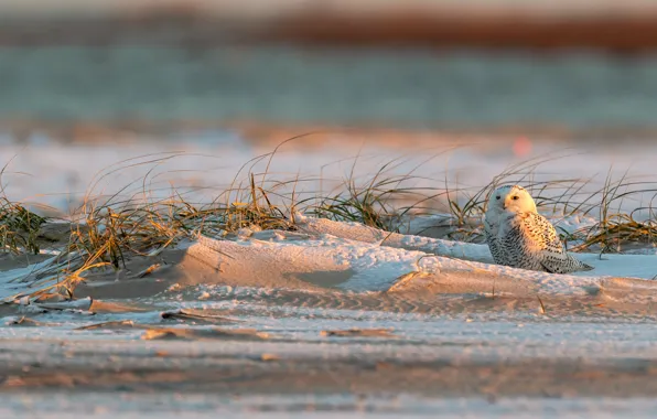 Winter, sand, light, snow, owl, bird, dry grass, snowy owl