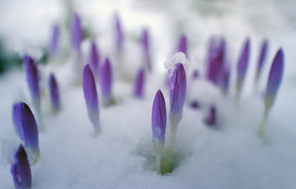 Snow, flowers, blur, spring, crocuses, the snow, buds, clearing