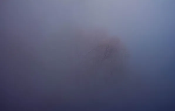 Winter, fog, frost