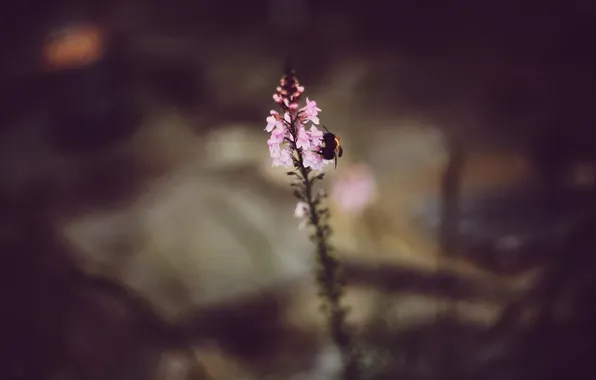 Flower, petals, pink, bumblebee