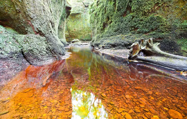 Trees, mountains, stream, shore, moss, the bottom, gorge