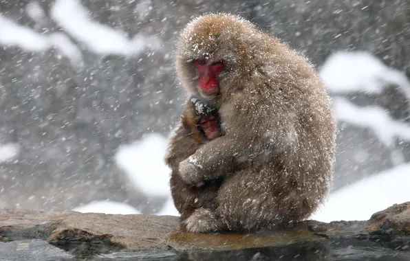 Nature, background, Japan, Nagano, Snow monkey