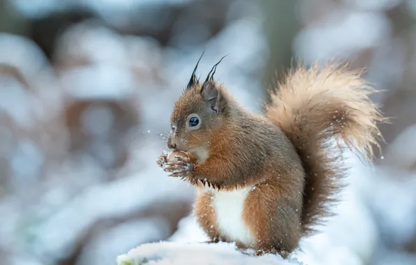 Winter, look, snow, nature, pose, walnut, protein, sitting