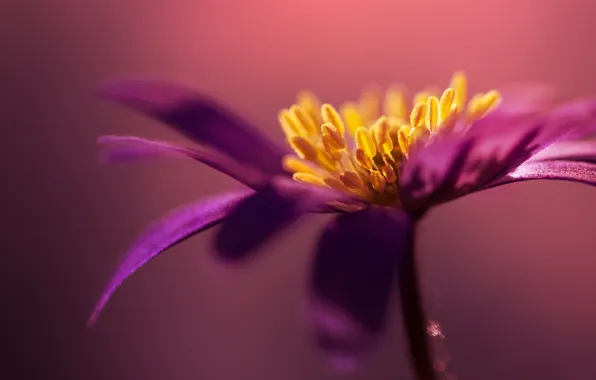 Flower, macro, lilac, petals