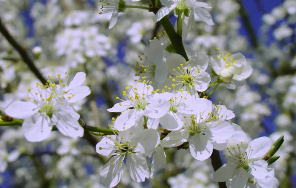 White, macro, flowers, blue, cherry, yellow, background, shadow