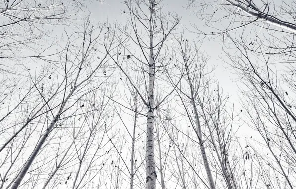 Picture trees, nature, birch