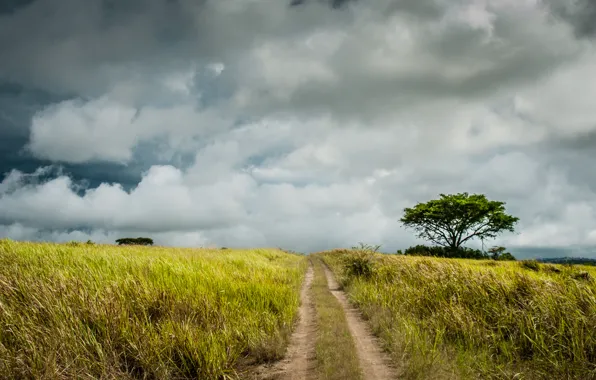 Picture road, field, clouds, the way, tree, farm