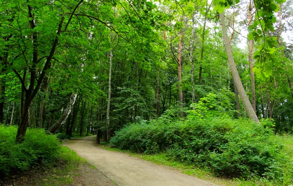 Forest, trees, park, alley