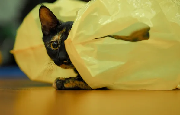 Eyes, cat, pouch