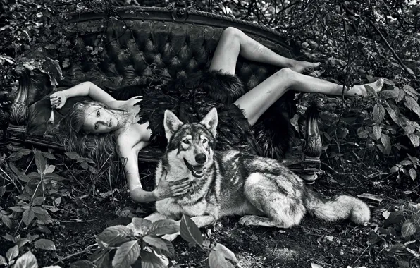Sofa, wolf, art, blonde, licking, black and white, Lara Stone