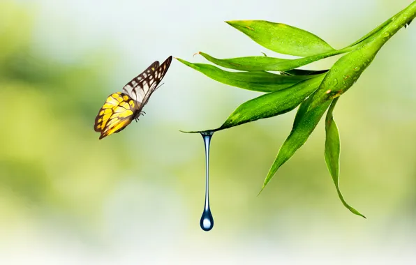 Picture water, nature, sheet, butterfly, plant, drop, moth