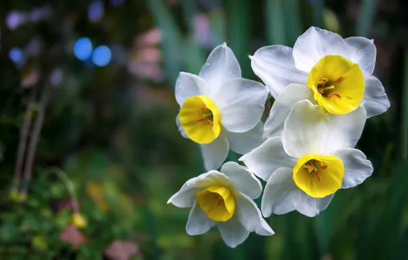 Macro, white, daffodils, bokeh