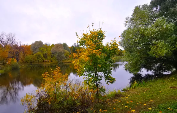 Autumn, forest, the sky, leaves, trees, clouds, nature, lake