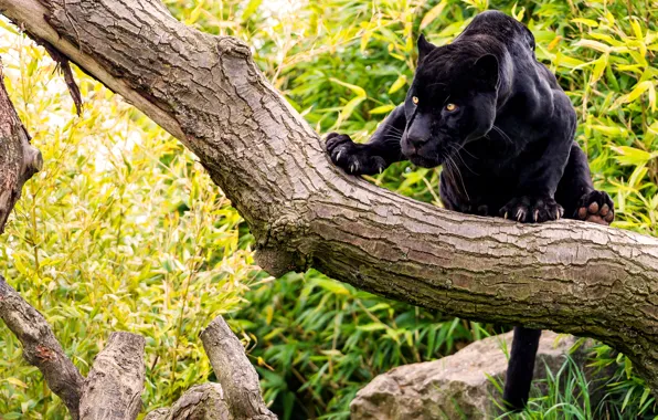 Forest, cat, tree, stone, Panther, black Jaguar
